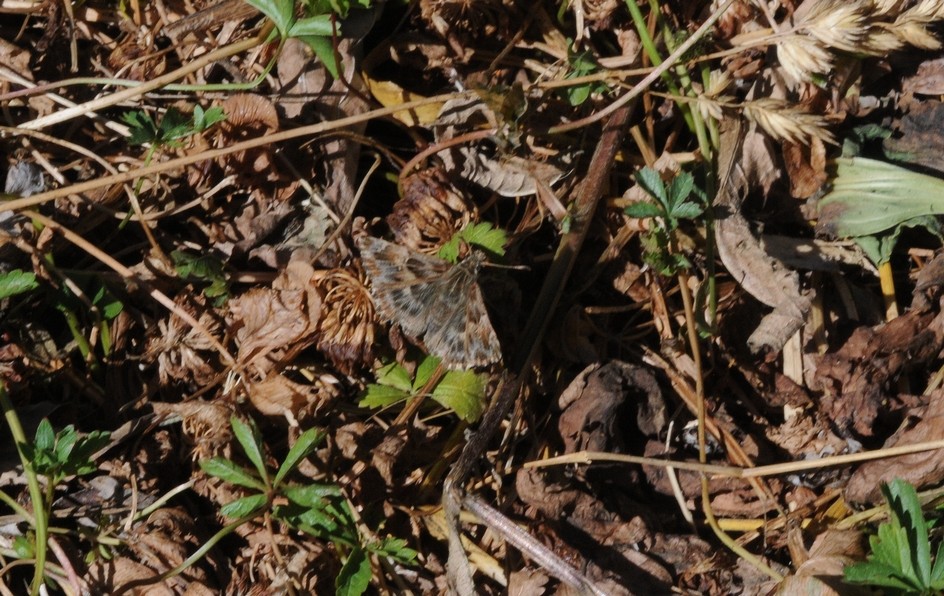 Hespérie de l'Alcée (Carcharodus alceae)