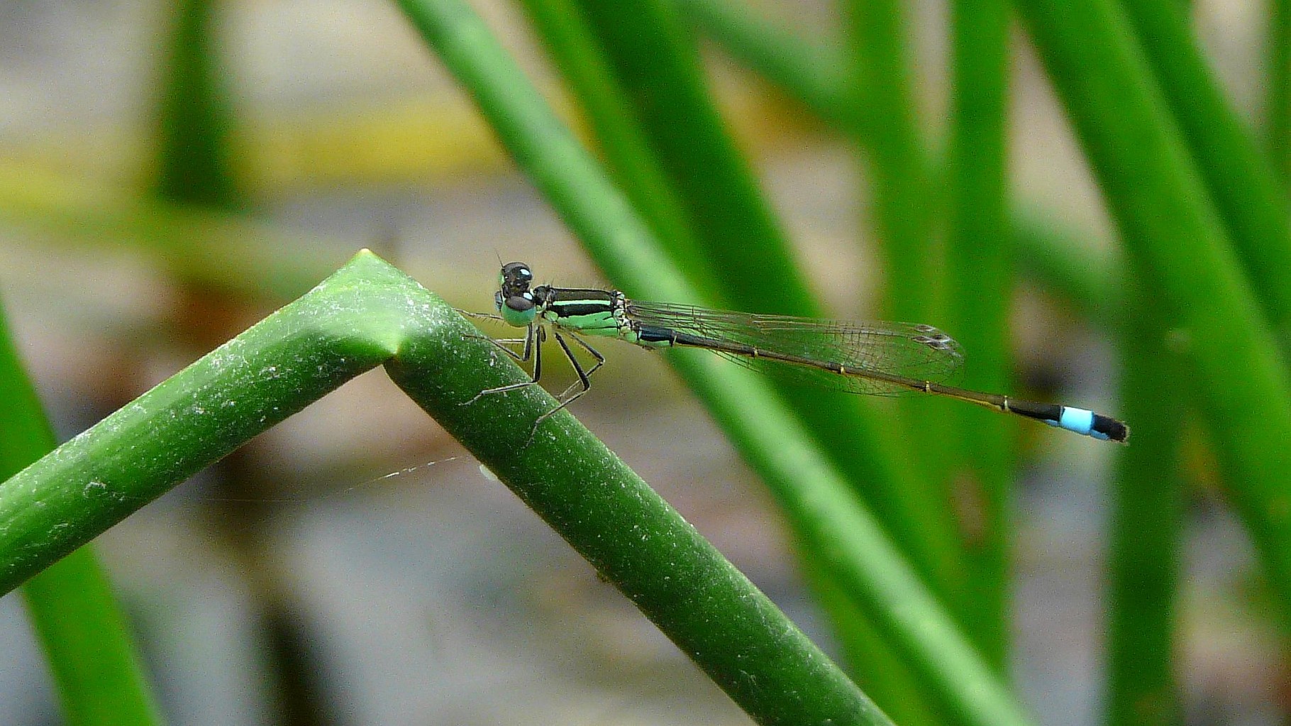 Agrion élégant (Ischnura elegans)
