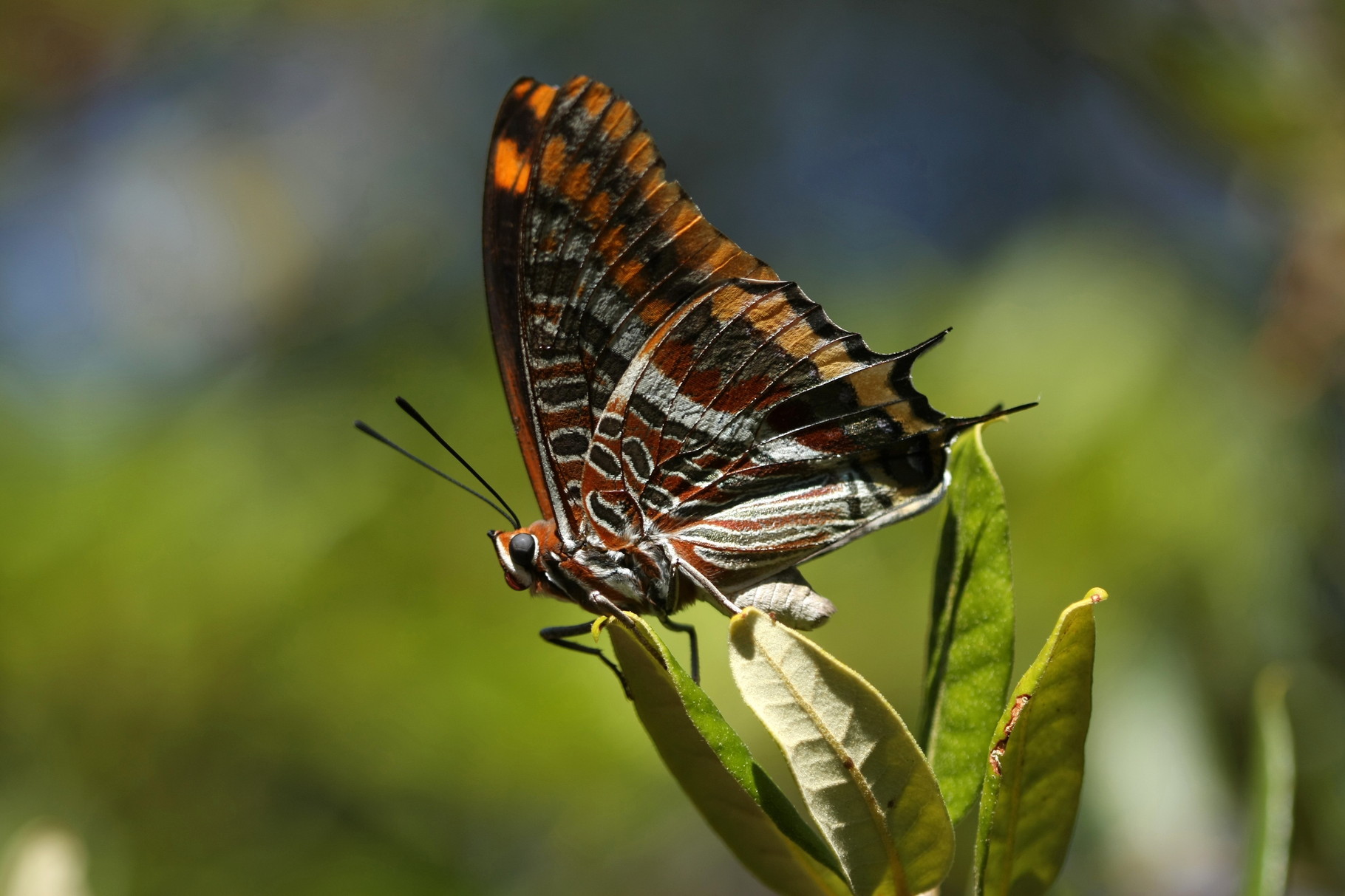 Pacha à deux queues (Charaxes jasius)