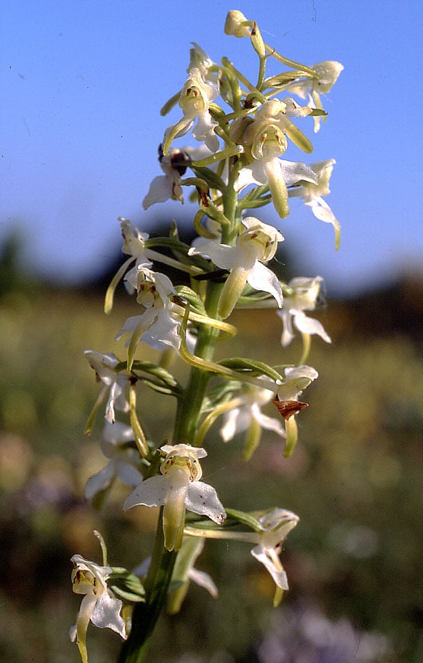 Platanthera clorantha