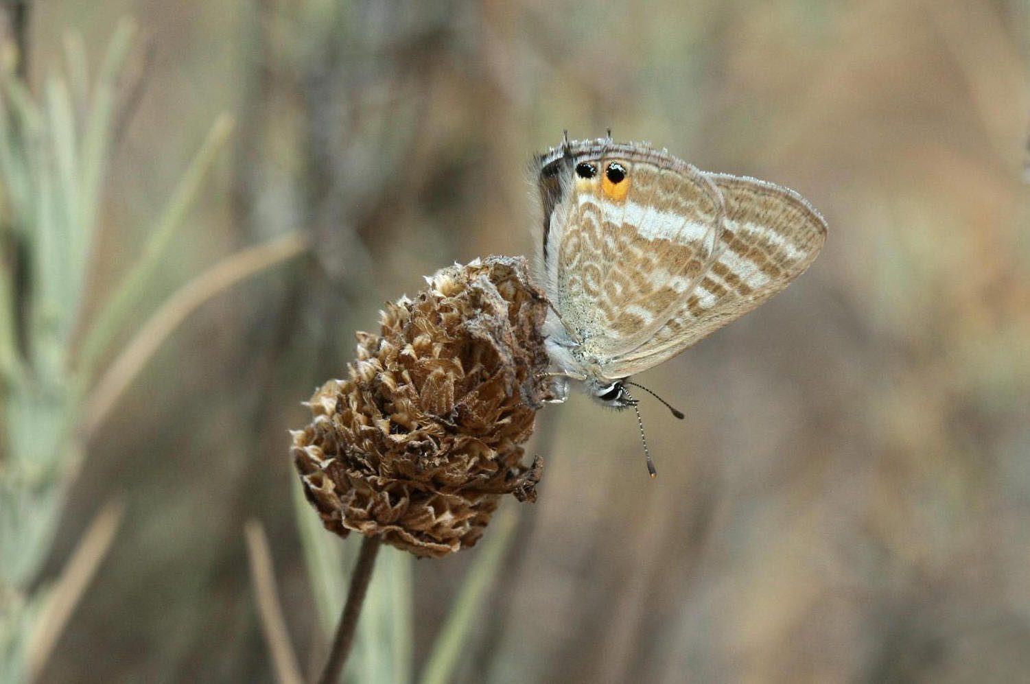 Azuré porte queue (Lampides boeticus)