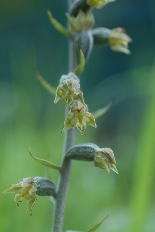 Epipactis microphylla