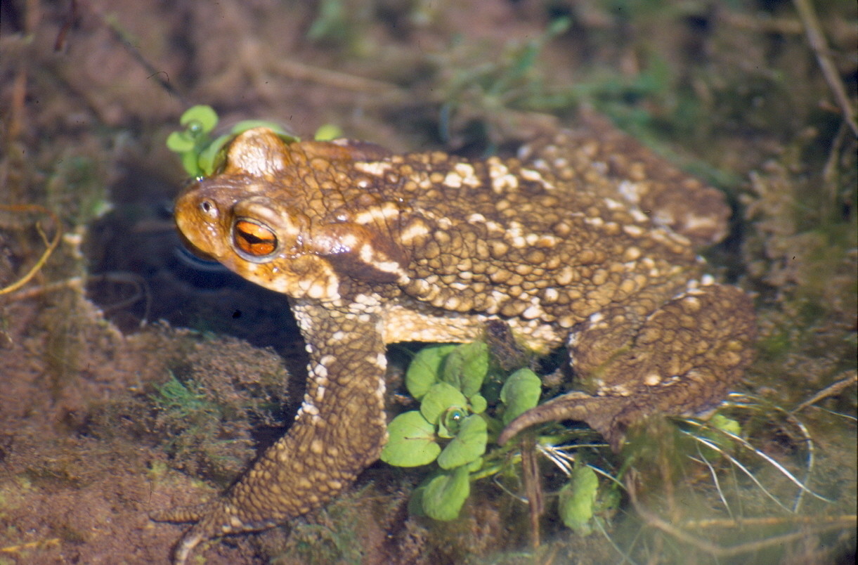Crapaud épineux (Bufo spinosus)