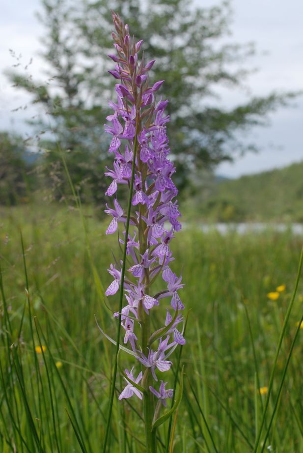 Dactylorhiza elata
