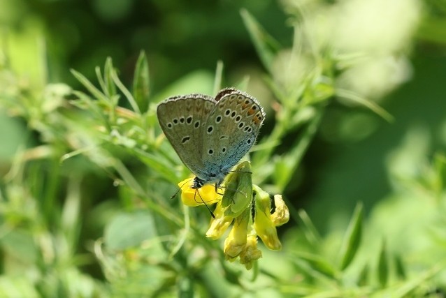 Azuré de la Jarosse (Polyommatus amandus)