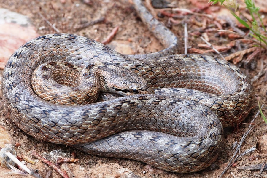 Coronelle girondine (Coronella girondica)