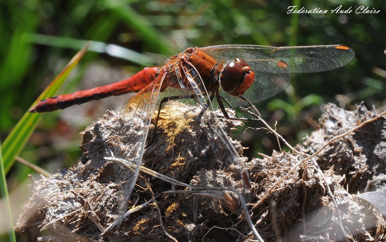 Sympétrum jaune d'or (Sympetrum flaveolum)