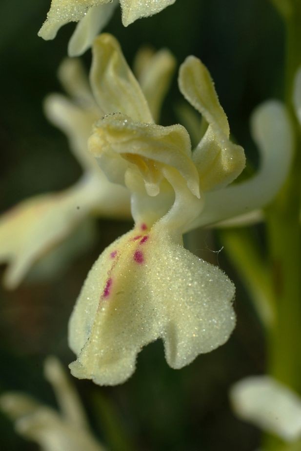 Orchis provincialis