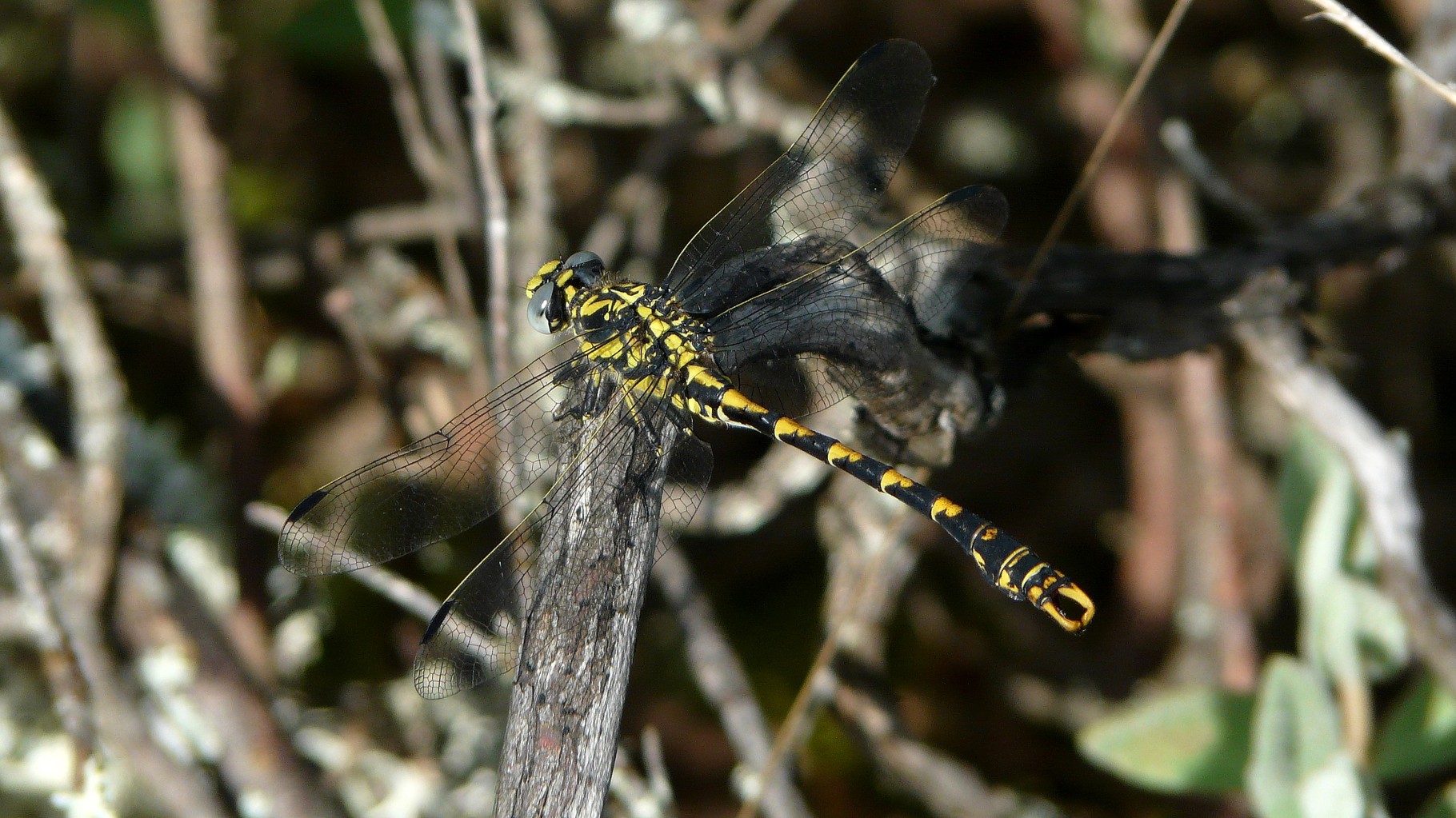Gomphe à crochets (Onychogomphus uncatus)