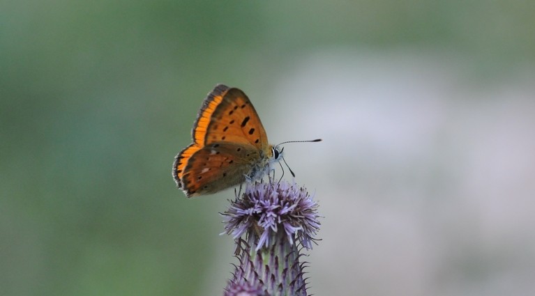 Cuivré de la Verge d'or (Lycaena virgaureae)