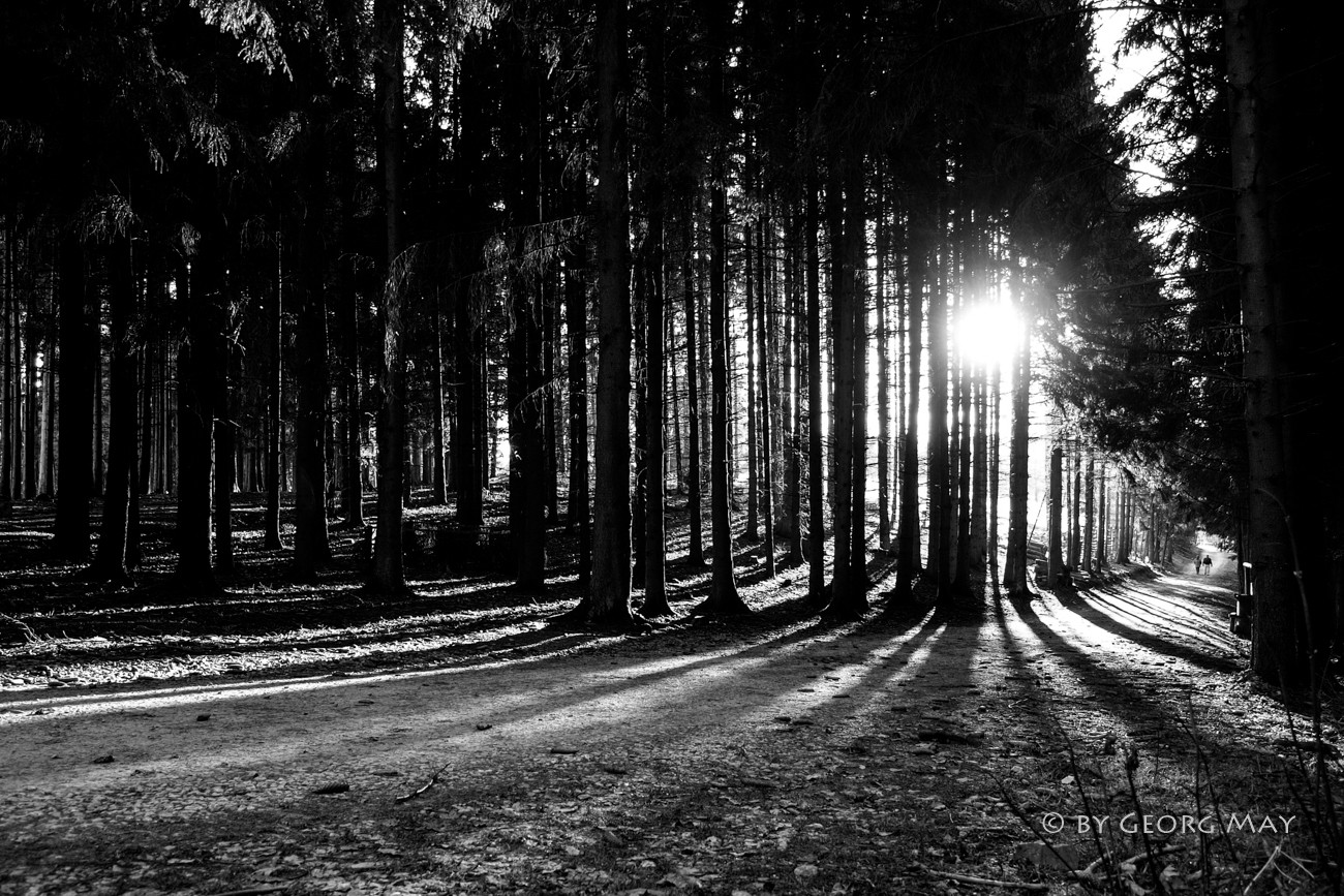 Spätnachmittag im Schmidtheimer Forst