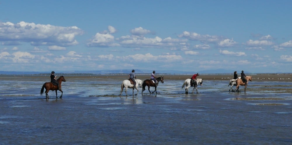 Sortie Camargue au mas de Cacharel