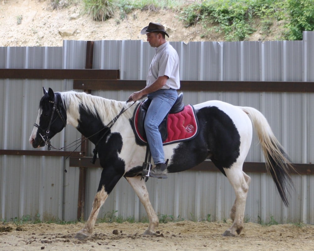 Sydney élevage de chvx de couleurs st Jalles