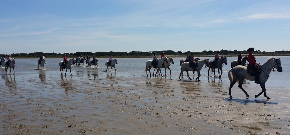 sortie Camargue juin 2015