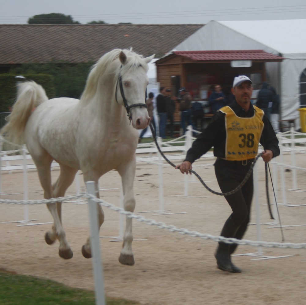 Platinov 1 ère course d'endurance à Uzes le 26 avril 