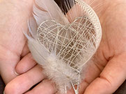 Zwei Hände halten ein silbernes Herz umgeben von weissen Federn