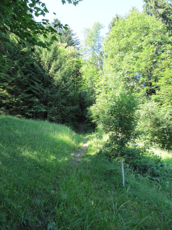 Wanderweg verschwindet im Wald