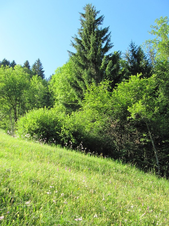 Orchideen und Wollgras