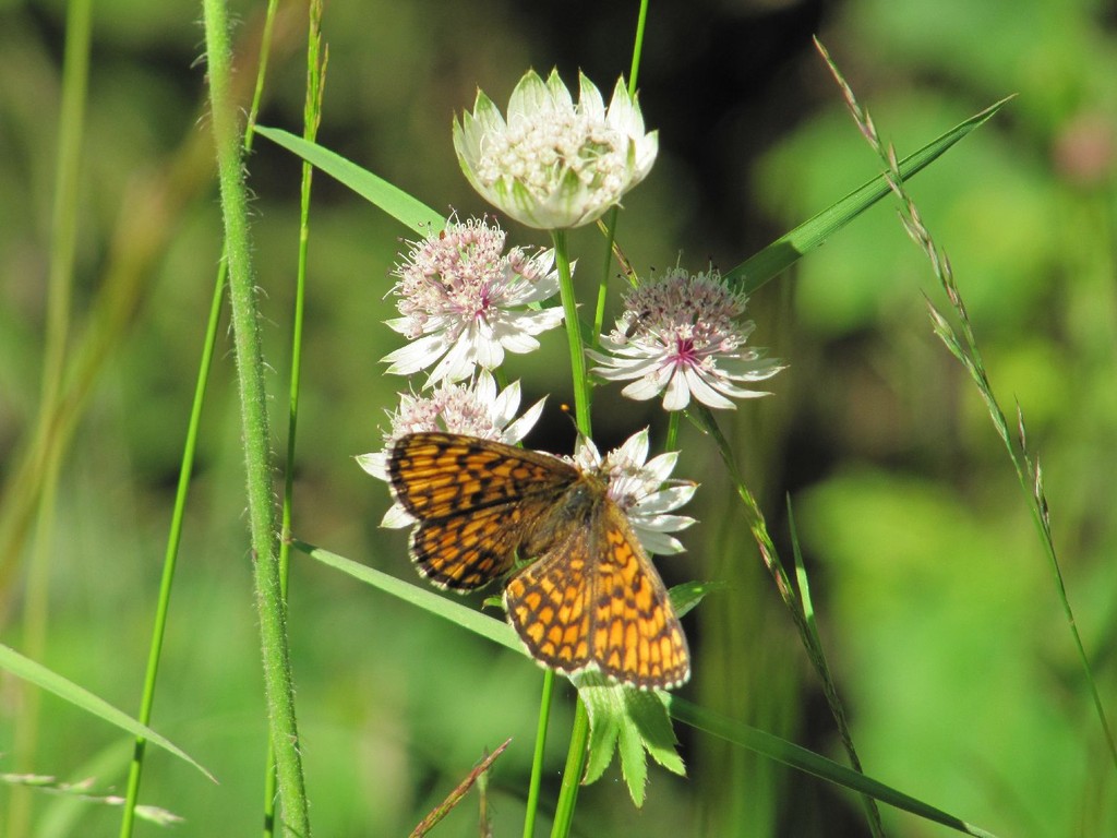 Perlmuttfalter auf Sterndolde