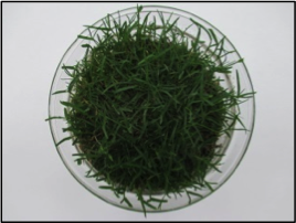 ティフグランド