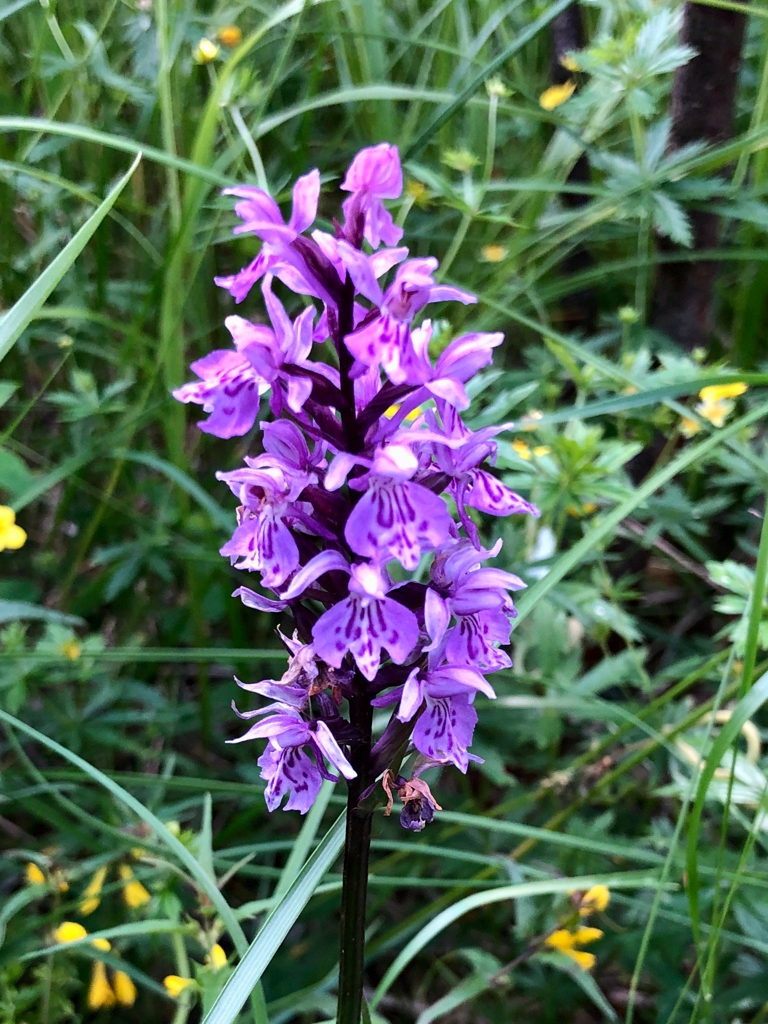 und wunderschönen Blumen