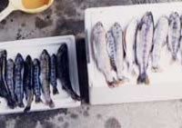 アマゴ釣り解禁