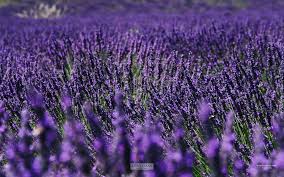 ラベンダー　プロバンス