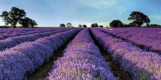 プロバンスラベンダー街道