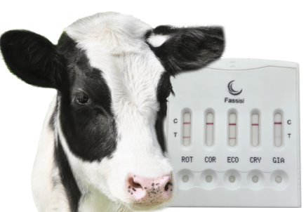 Bald erhältlich: Fassisi BoDia + Gia