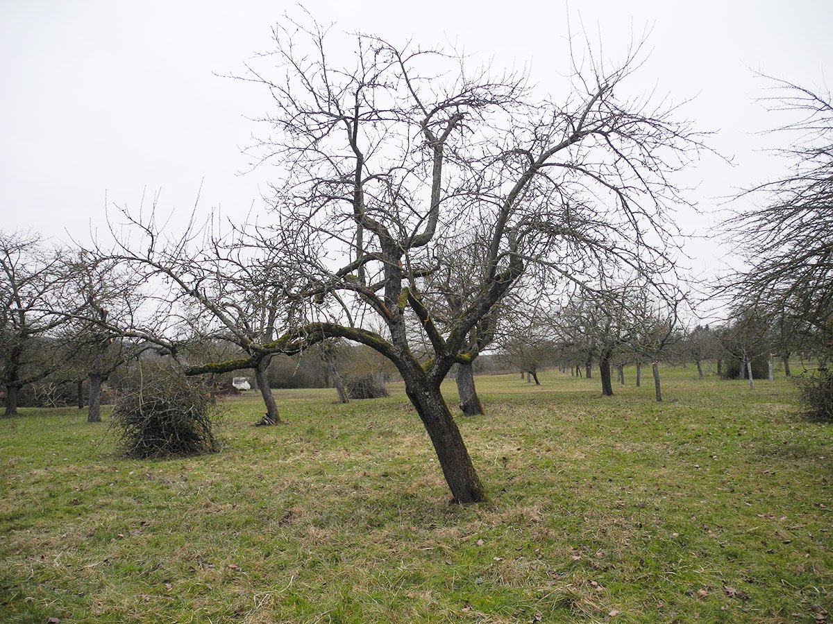 ... und nach dem Auslichten und Beseitigen der Überbauung