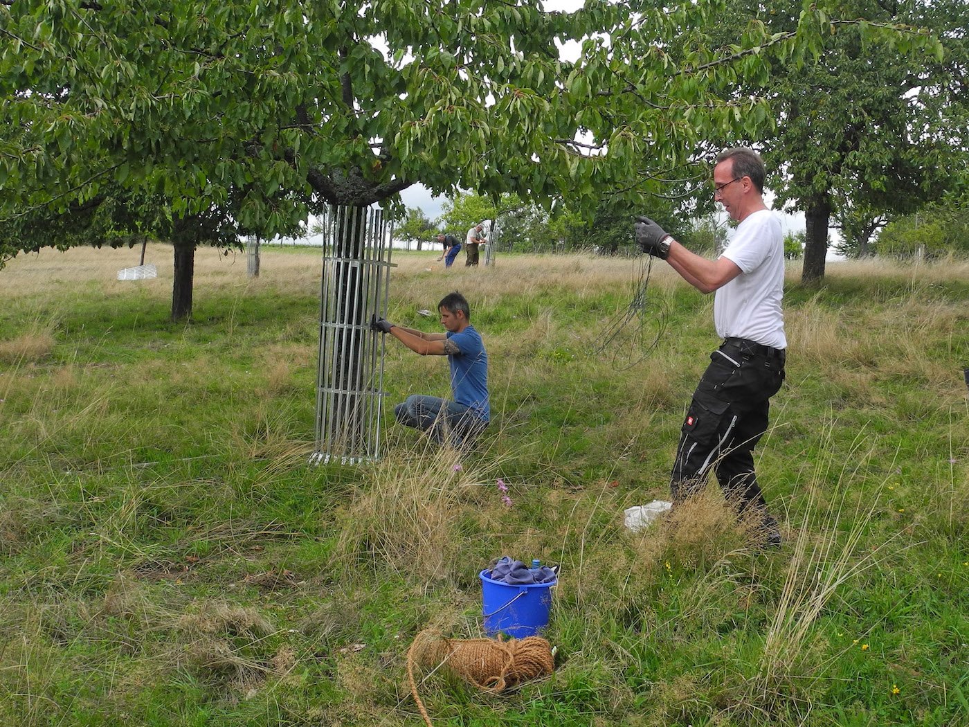 Baumkorsett in Position bringen ...