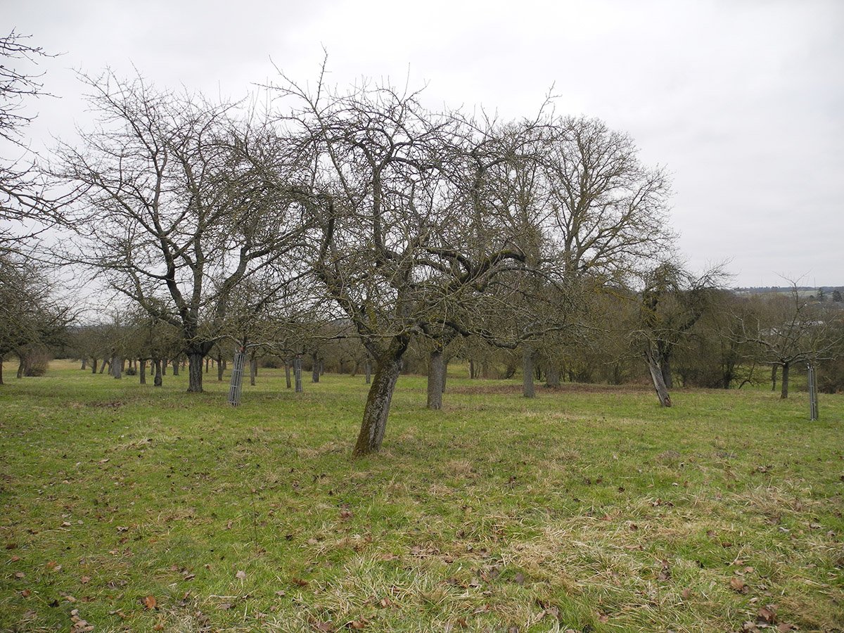 Einige Jahre nicht geschnittener Altbaum vorher ...