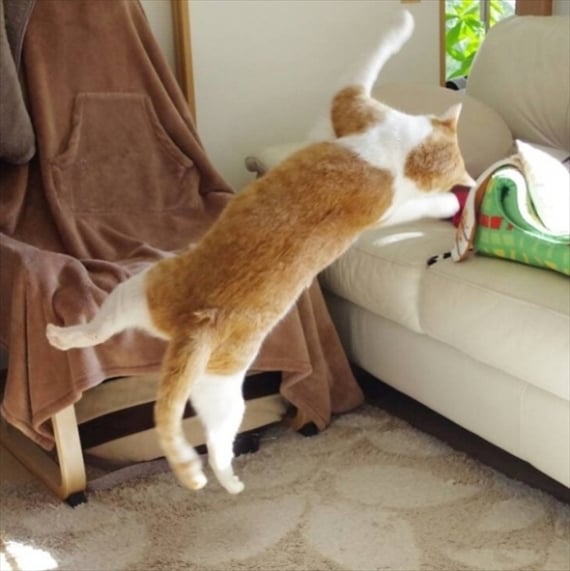 cat's performance 02