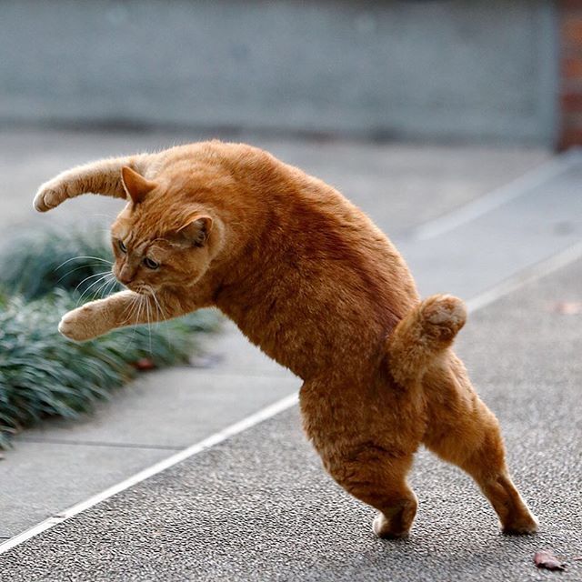 cat's performance 01