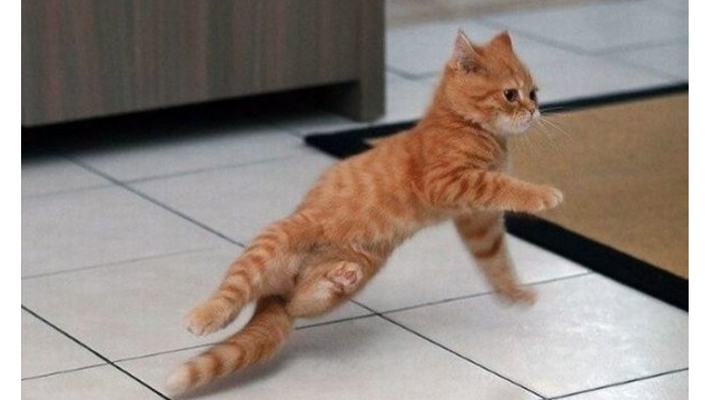 Breakin' Cat