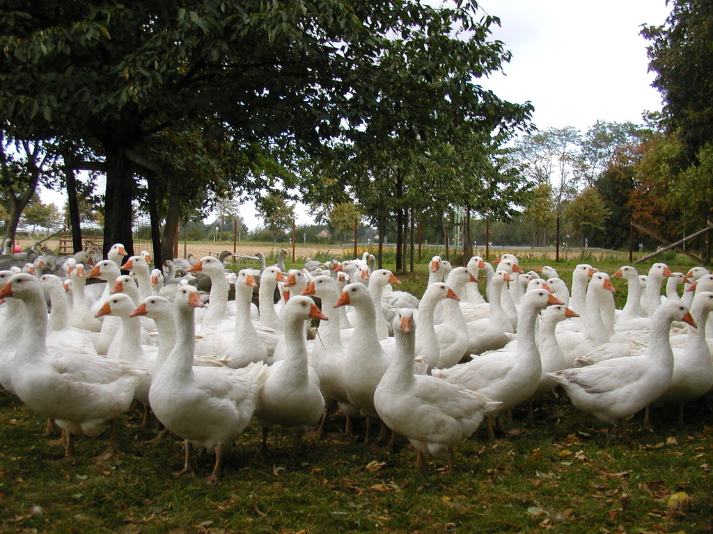 Die Gänseherde auf der Weide