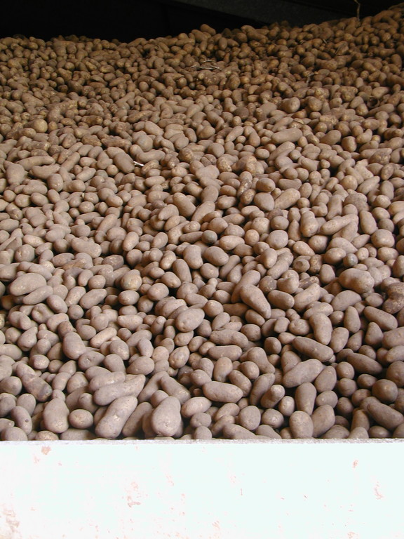 Die Kartoffeln werden im Lager auf einem Haufen bei konstant niedrigen Temperaturen schonend gelagert