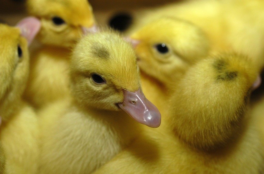 Wenige Tage alte Küken