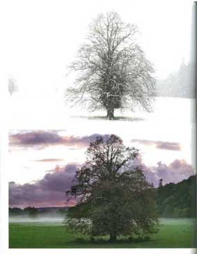 ドイツではリンデと呼ばれるライムは、香りがよく街路樹として愛されている。教会の彫刻やイコン画に、また靱皮繊維も利用された