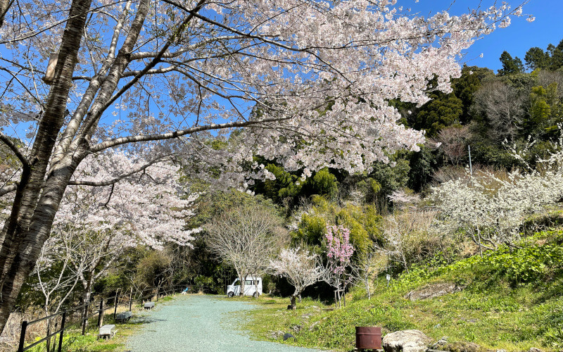 春は 桜も美しいふれあいの里なめかわ。ここなら誰にも邪魔されずにお花見バーベキューが楽しめます🌸