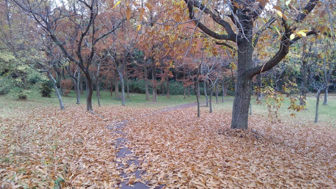 堺・泉北の婚活・・・秋〜冬へ、IT時代の婚活スタート。