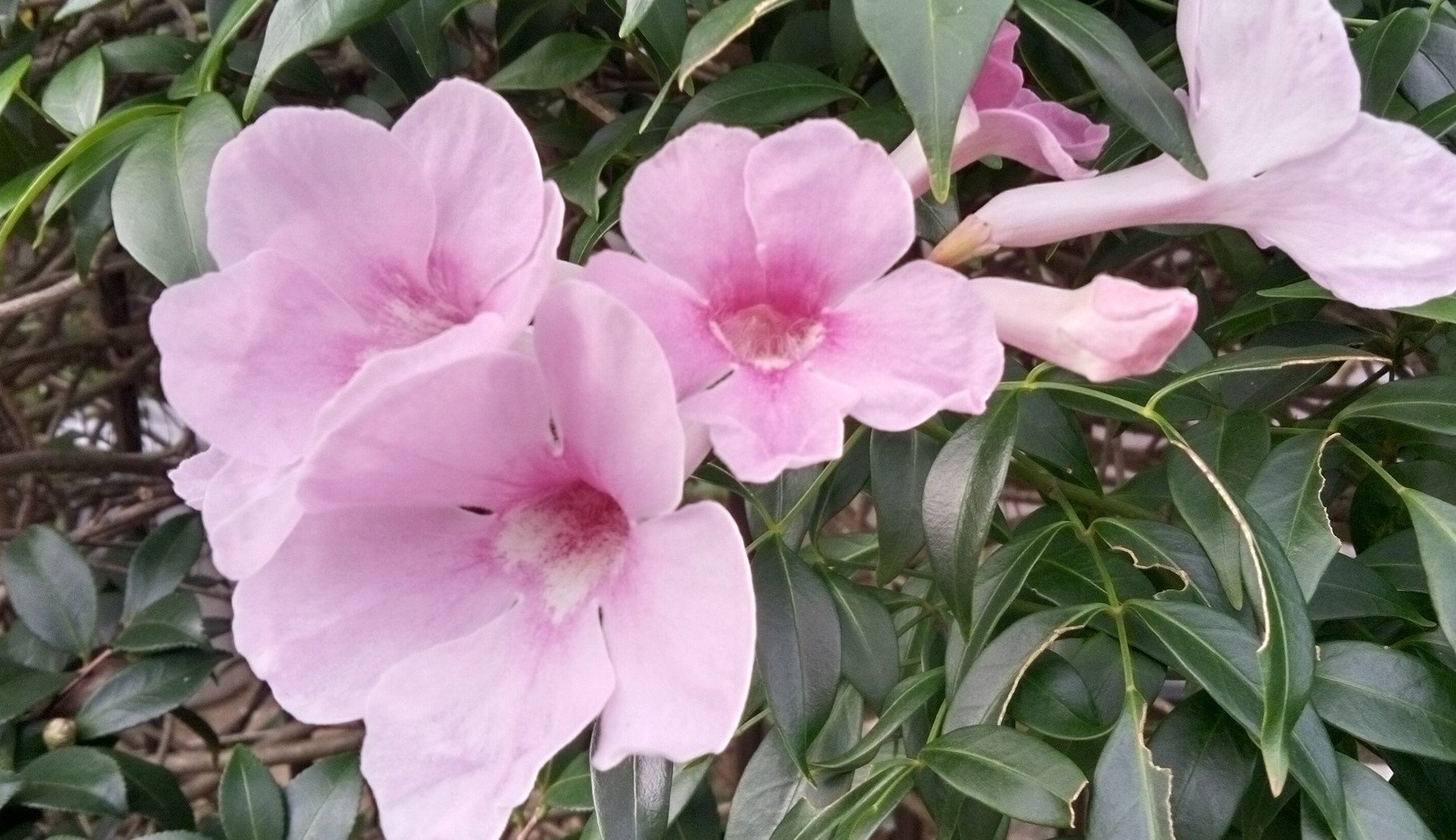 A I マッチング・サービスの開始