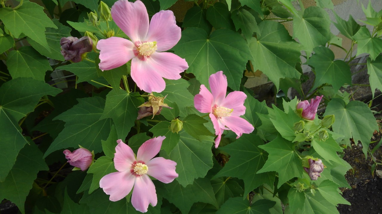 合意制家族とはー合意形成ー