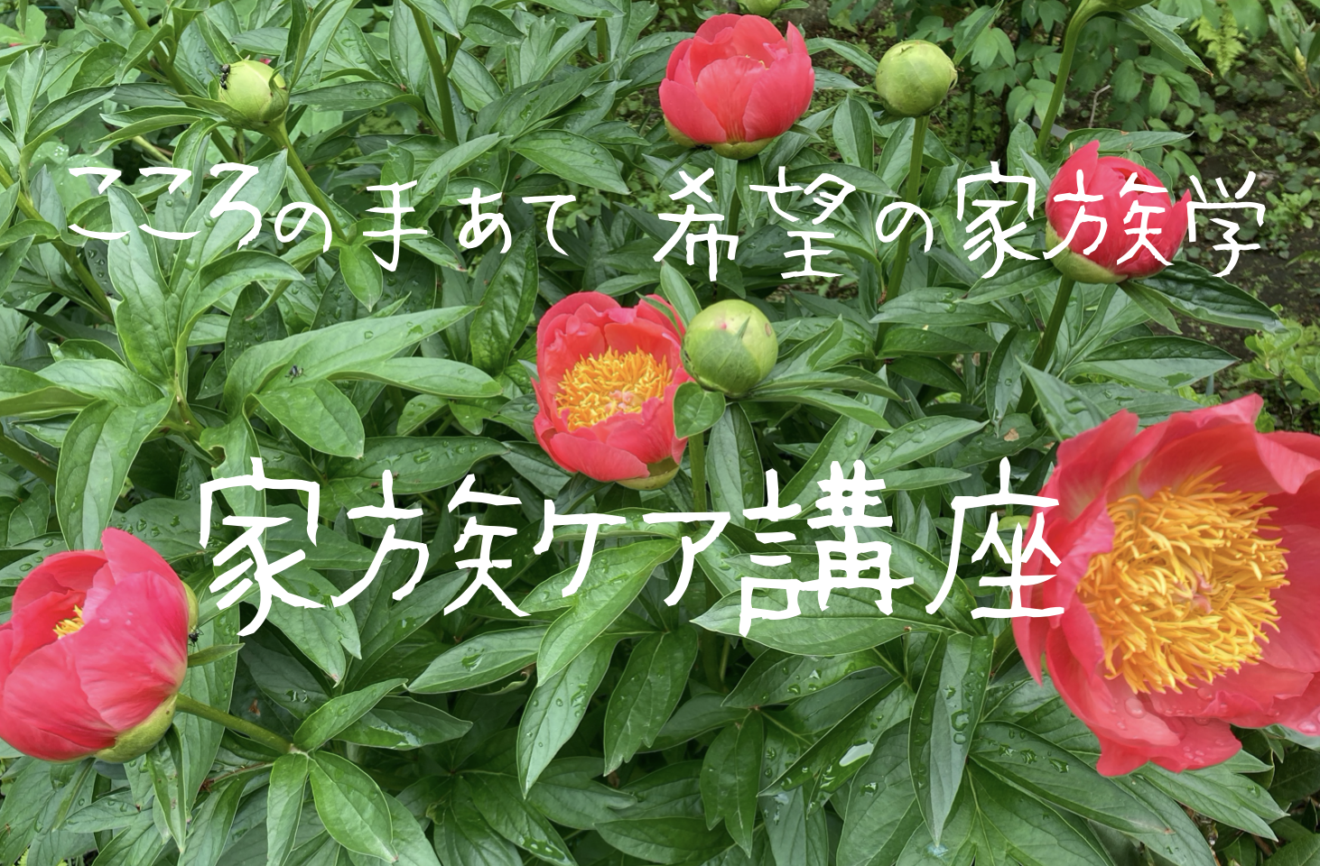 家族ケア⭐︎こころの手あて講座