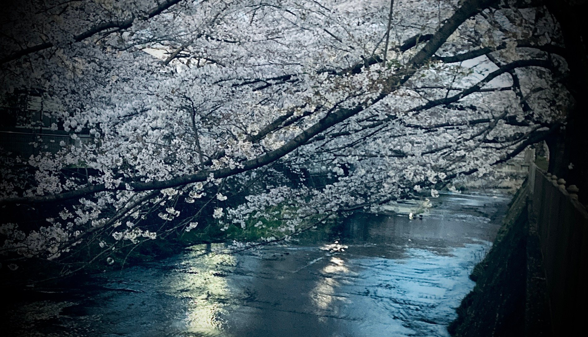 お花見・新月ライブ夜樂校