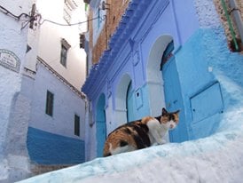 街には可愛いシャウエンの猫さんがいっぱい♡