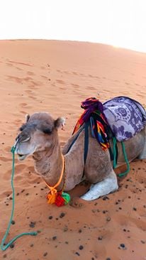 ラクダさんの可愛い瞳に恋♡