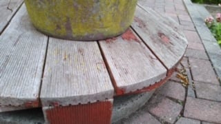 Foto Sabine Sommerschuh