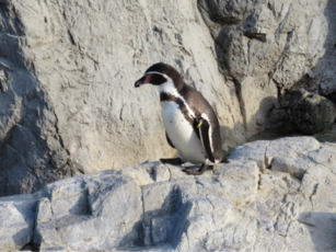 フォロワーが大切なのはSNSだけじゃない！　リーダーを活かすフォロワーシップの重要性