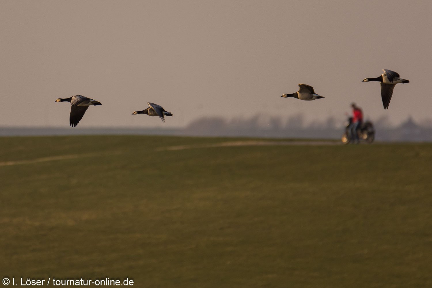 Weißwangengans - Nonnengans - barnacle goose (Branta leucopsis) 